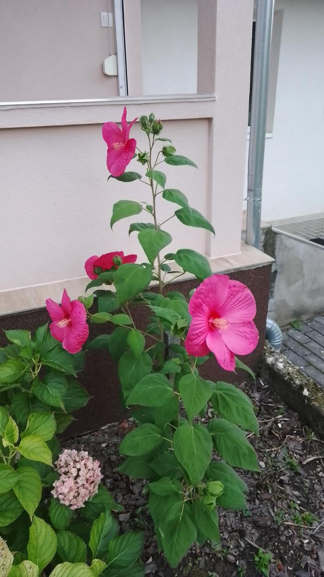 Almafás Vendégház Őrség Kerkakutas Exterior foto
