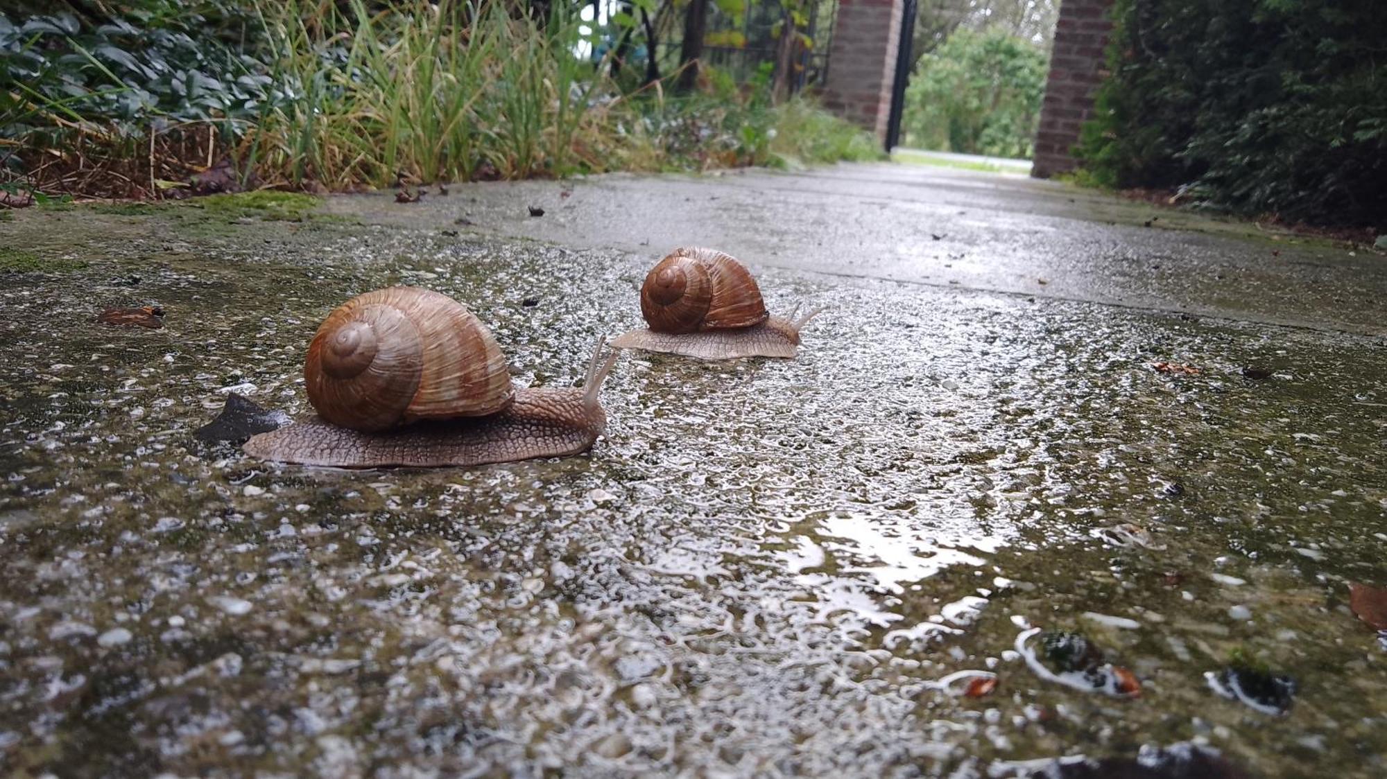 Almafás Vendégház Őrség Kerkakutas Exterior foto